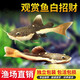 活魚(yú)熱帶觀(guān)賞魚(yú)紅尾中紅尾魚(yú)仔鯨大型貓兇猛鯰魚(yú)招財貓好養過(guò)濾棉 招財貓6-7cm2條