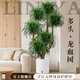 臨雅特級多頭龍血樹(shù)室內客廳大型綠植物龍須樹(shù)好養活風(fēng)水樹(shù)盆栽高級感 【旗艦款】多頭龍血樹(shù)1.3-1.5m+自動(dòng)吸水盆