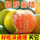 【順豐可選】正宗宜昌蜜桔當(dāng)季新鮮水果青皮蜜橘柑橘酸甜桔子孕婦 宜昌蜜桔 3斤統(tǒng)裝果55mm+ |普快