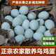 農家散養綠殼蛋烏雞蛋土雞蛋新鮮現撿現發(fā)當天發(fā)貨深山養殖月子蛋 烏雞蛋50枚