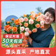海蒂的花園月季花苗盆栽帶花苞果汁陽(yáng)臺(tái)小苗爬藤花卉植物源頭直發(fā)