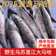 亞又婧黑龍江野生大馬哈魚(yú)禮盒裝烏蘇里江新鮮東北撫遠鮮活冰凍洄游江魚(yú) 5斤一條