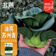 北蔬 蘇州青黑葉矮腳種子秋冬耐寒糯米青菜油菜籽 矮箕蘇州青種子40g