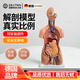 DEATKN 汽車(chē)車(chē)載香水德國人體器官結構解剖模型全身內臟大腦心臟軀干模 醫學(xué)28厘米軀干模型 初級版14部件