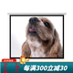 紅葉（HONG YE） 電動(dòng)投影儀幕布84/100/1204:3白塑玻珠遙控電動(dòng)幕3D4K高清辦公幕16:9/16:10家用辦公1080P 白塑幕 120英寸16比9（72型）