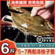 海澤鮮 舟山梭子蟹當季鮮活 液氮瞬凍大規格梭子蟹冰鮮活凍大螃蟹 6斤 凈重*【5-7兩/只】 個(gè)大肉肥