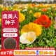 花沃里虞美人花種子約2萬(wàn)粒 花卉種子盆栽陽(yáng)臺種菜土庭院/田間種植草籽