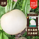 北蔬 蘿卜種子苗春不老大圓白蘿卜甜脆秋季蔬菜種籽 圓白蘿卜種子15g