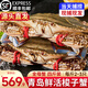 【鮮活母蟹】青島梭子蟹鮮活螃蟹特大海蟹梭子蟹花蟹白蟹活體 全母蟹鮮活 每斤2-3只  四斤裝
