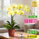 靜黛軒蝴蝶蘭帶花盆栽帶花苞花劍室內客廳陽(yáng)臺綠植蘭花花卉鮮花綠植花苗 鵝黃雙梗蝴蝶蘭（帶花/帶花苞）原盆 帶盆栽好