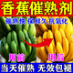 香蕉催熟劑家用去澀增甜膨大劑柿子芒果獼猴桃快速成長水果葉面肥 300ml 1瓶 【一噴催熟】
