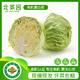 北菜園有機圓白菜400g 卷心菜包菜新鮮蔬菜【進(jìn)店多樣加購】北京延慶
