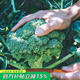 壽禾 花椰菜寶塔菜種子四季播秋冬季陽臺盆栽蔬菜菜籽種籽 （桔西亞）綠色西蘭花種子100粒