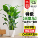 卉優(yōu)特級天堂鳥(niǎo)盆栽客廳室內大型綠植辦公室居家植物新房吸除甲醛好養 特級天堂鳥(niǎo)1.3-1.4m【菱形盆】