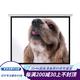 紅葉（HONG YE） 電動(dòng)投影儀幕布84/100/1204:3白塑玻珠遙控電動(dòng)幕3D4K高清辦公幕16:9/16:10家用辦公1080P 白塑幕 120英寸16比9（72型）