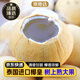 京地達泰國牛奶椰皇 4個(gè)單果480g+ 凈重3.8椰子肉新鮮水果源頭直發(fā)包郵