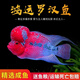 映棠泰國進(jìn)口羅漢魚(yú)爆頭起頭大苗觀(guān)賞魚(yú)熱帶魚(yú)鴻運泰金金花紅馬騮亞成 極品【泰金羅漢魚(yú)】保起頭 10-12cm【運輸包活】