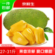 京鮮生 海南菠蘿蜜 27-31斤 凈重27斤+  生鮮水果 源頭直發(fā)