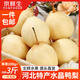 京鮮生河北特產(chǎn)水晶鴨梨 凈重3斤 單果200g+ 生鮮水果 源頭直發(fā)一件包郵