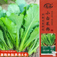 壽禾小白菜種子苗秋季蔬菜種籽青菜盆栽 四季小白菜種子10g*5袋
