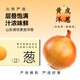 沁煦【嚴選】山東黃皮洋蔥大洋蔥頭白洋蔥圓蔥頭農家新鮮蔬菜整箱包郵 5斤