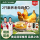 楊博士皖南土雞走地雞煲湯椰子雞黃燜雞鹽焗雞生鮮雞肉食材50型老母雞 【50型主推】2只老母雞（贈雞血）