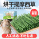 petandyou新烘干提摩西草段精選北提草兔子干草糧兔飼料龍貓荷蘭豬豚鼠牧草 25年提摩西草段1000g