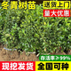 黃楊冬青樹(shù)苗北海道黃楊苗四季常青樹(shù)苗珊瑚庭院綠籬植物圍墻籬笆 冬青樹(shù)苗【30-40cm高】50顆