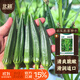 北蔬 黃秋葵種子正宗不易老綠秋葵四季蔬菜種籽 卓脆農(nóng)家秋葵種子10g