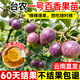 景琳涵臺農一號百香果苗欽蜜9號純甜庭院地栽南北方嫁接果苗四季種植 黃金果百香果*1棵（ 高60-80cm）【純甜】