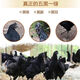 純種五黑雞苗批發(fā)一斤半斤青年五黑一綠雞苗散養五黑雞脫溫苗包活 半斤左右五黑雞10只【2公8母】