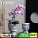 春生秋收高端品質(zhì)花盆高級感蝴蝶蘭專用青花陶瓷花盆復(fù)古多肉蘭花裝飾水培 蓮花高腳款（小號）