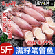 賣魚七郎滿籽筆管魚野生海兔子小魷魚仔新鮮大海兔冷凍 滿籽筆管魚 500g(凈重)  2袋【約32-36只】