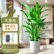 植男植女天堂鳥(niǎo)盆栽客廳辦公室內大型綠植新房家用吸甲醛凈化空氣源頭直發(fā)