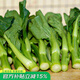 壽禾 增城遲菜心種子蔬菜種籽秋冬季菜苔四季陽(yáng)臺(tái)菜籽 老包裝]增城一號(hào)甜菜心王種子10g