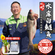 密農人家正宗水庫白鰱魚(yú) 新鮮現捕魚(yú)肉 淡水魚(yú)鰱魚(yú)北京水產(chǎn)品魚(yú)肉餡禮盒裝 整魚(yú)發(fā)貨/每日現捕 白鰱魚(yú)6斤(多退少補)