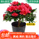 急兔杜鵑花四季種植盆栽花卉陽(yáng)臺綠色植物苗/杜鵑花苗原盆源頭直發(fā)