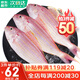 哆鮮生 海釣金線魚 野外金絲紅衫魚云夢魚深海冷凍國產(chǎn)生鮮送禮魚類 大號 2-4條/袋 凈重400g