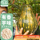 壽禾 香芋南瓜種子種苗濃香甜糯蔬菜種籽 濰育香芋南瓜種子10粒
