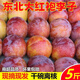 東北大紅袍李子新鮮李應當季現摘脫骨李子黃心黑布林黃肉恐龍蛋 5斤中果【1斤約4-6個(gè)】