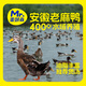 蛋鮮森 安徽麻鴨1000g±50g/只 巢湖水域散養土鴨子 生鮮鴨肉 安徽特產(chǎn) 老麻鴨1只裝