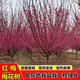 毓耘紅梅樹(shù)苗耐寒梅花樹(shù)庭院綠化陽(yáng)臺盆栽地栽濃香花卉臘梅樹(shù) 骨里紅梅樹(shù) 土球苗【4公分粗】