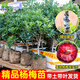 正宗嫁接東魁楊梅樹(shù)樹(shù)苗盆栽南方陽(yáng)臺種植地栽果樹(shù)苗當年結果特大 東魁楊梅中苗36-60cm