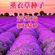 萌蘊（MengYun）薰衣草種子狹葉普羅旺斯花種四季開(kāi)花庭院驅蚊香草陽(yáng)臺花籽盆栽