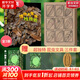博物大發(fā)現(xiàn) 找找看 禮盒裝 昆蟲記動物大百科自然昆蟲觀察筆記 無窮小亮張辰亮唐志遠 高清精美昆蟲大片 最美的法布爾昆蟲記 超大開本 6-12歲中小學(xué)生兒童科普暑期閱讀 新華正版 【專屬文具三件套】博物