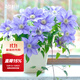 虹越（HONGYUE）鐵線(xiàn)蓮花苗P9小規格盆栽苗大花陽(yáng)臺豐花庭院爬藤花卉JS 【帶盆栽好】HF楊 P9