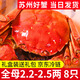 【活蟹】龍行大閘蟹現(xiàn)貨 鮮活螃蟹六月黃公母河蟹水產(chǎn)海鮮禮盒裝 全母蟹2.2-2.5兩  8只