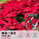 歐芽  一品紅盆栽圣誕花庭院陽(yáng)臺花卉植物室內花好養活四季客廳面綠植 一品紅1盆(原盆) 原土發(fā)貨