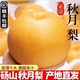 正宗秋月梨安徽碭山梨新鮮梨子當季現摘非萊陽冰糖梨雪梨蜜梨水果 4.5-5斤（約5-6枚）順豐