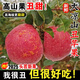 北森南嶼大涼山丑蘋(píng)果2025年時(shí)令新鮮水果 四川鹽源紅富士脆甜冰糖心整箱 2斤小果嘗鮮(單果約55-70mm)凈重
